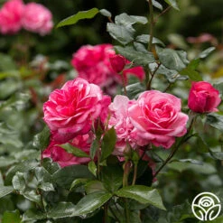 Grandma's Blessing -Heirloom Roses grandma s blessing 3