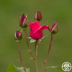 Grandma's Blessing -Heirloom Roses grandma s blessing 4