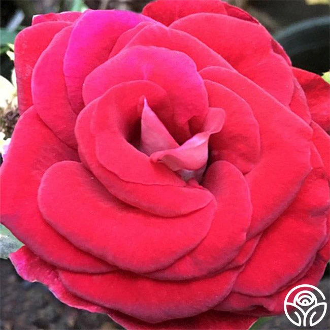 Grateful Heart™ 3 Grateful Heart™