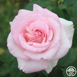 Great Century -Heirloom Roses great century 2 8