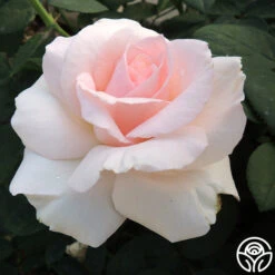 Great Century -Heirloom Roses great century 4 8