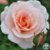 Great Expectations -Heirloom Roses great expectations