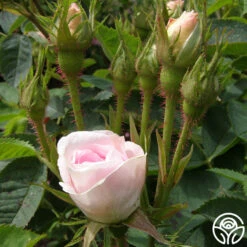 Great Maiden's Blush -Heirloom Roses great maidens blush 1