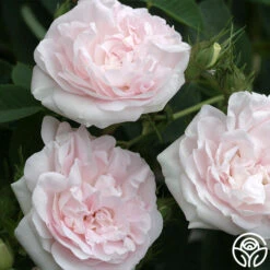 Great Maiden's Blush -Heirloom Roses great maidens blush 2
