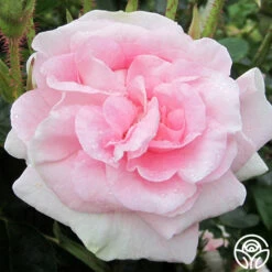 Great Maiden's Blush -Heirloom Roses great maidens blush 3