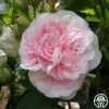 Great Maiden's Blush 2 Great Maiden's Blush -Heirloom Roses great maidens blush 4