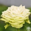 Green Romantica® 1 Green Romantica® -Heirloom Roses green romantica