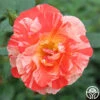 Grimaldi ® -Heirloom Roses grimaldi 2 4