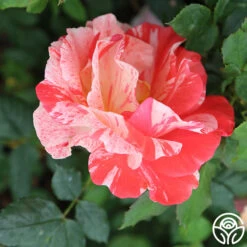 Grimaldi ® -Heirloom Roses grimaldi 4 2