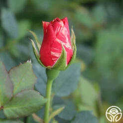 Grimaldi ® -Heirloom Roses grimaldi 5 2