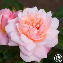 Gruss An Aachen 11 Gruss An Aachen -Heirloom Roses gruss an aachen 2 1 1