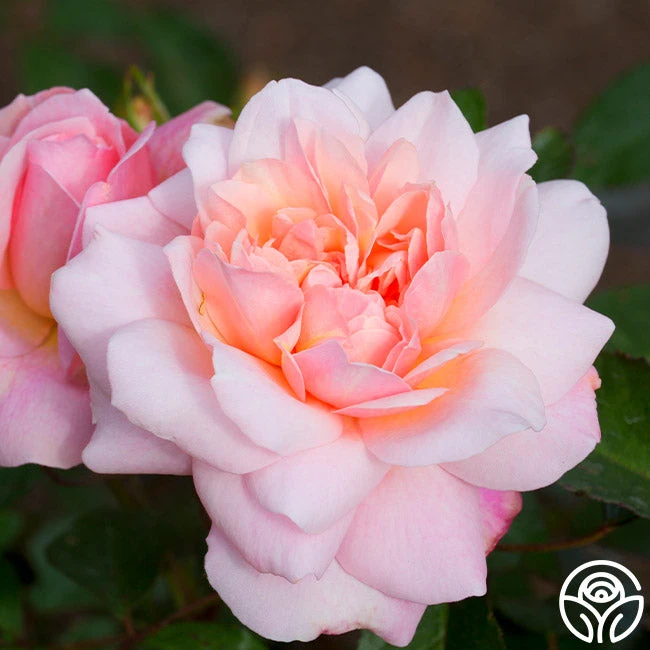 Gruss An Aachen 7 Gruss An Aachen - Image 5