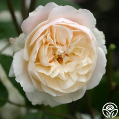 Gruss An Aachen 8 Gruss An Aachen -Heirloom Roses gruss an aachen 3 8