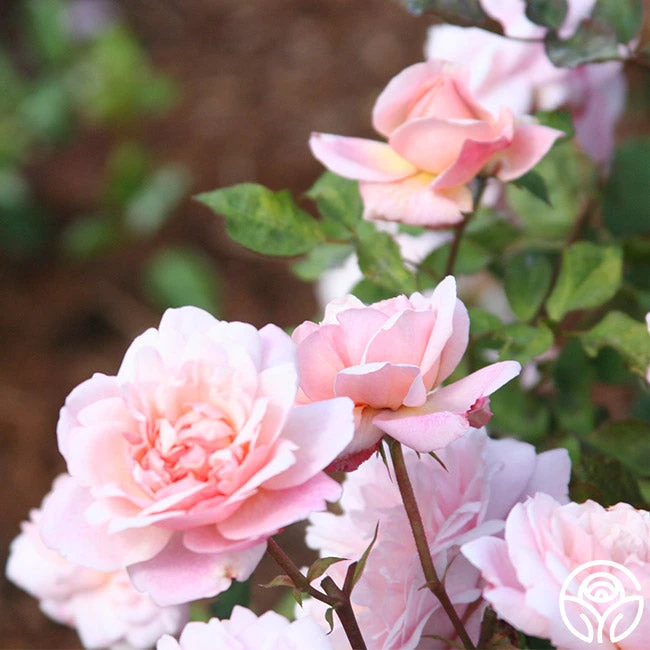 Gruss An Aachen 6 Gruss An Aachen - Image 4