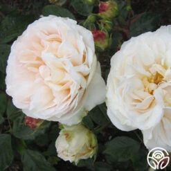 Gruss An Aachen 9 Gruss An Aachen -Heirloom Roses gruss an aachen 5