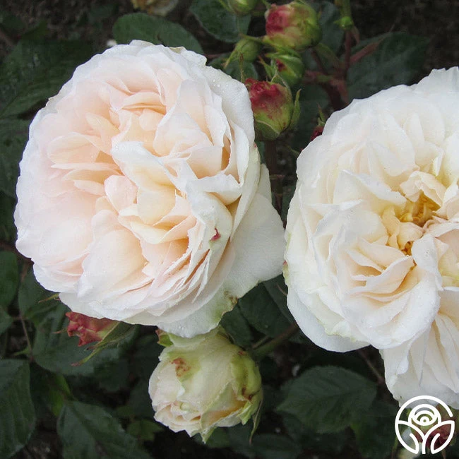 Gruss An Aachen 5 Gruss An Aachen - Image 3