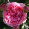 Guy De Maupassant® -Heirloom Roses guy de maupassant