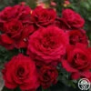 Eleganza® Gypsy Soul 1 Eleganza® Gypsy Soul -Heirloom Roses gypsy soul eleganza 1