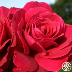 Eleganza® Gypsy Soul -Heirloom Roses gypsy soul eleganza 3