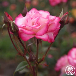 Handel -Heirloom Roses handel logo 04