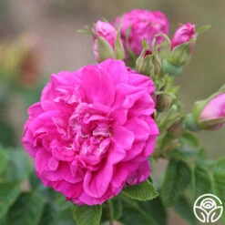 Hansa 12 Hansa -Heirloom Roses hansa 11