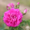Hansa -Heirloom Roses hansa 12o