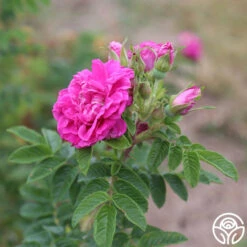 Hansa 13 Hansa -Heirloom Roses hansa 13