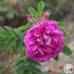 Hansa 14 Hansa -Heirloom Roses hansa 14