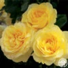 Happy Go Lucky™ -Heirloom Roses happy go lucky 1 7