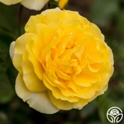 Happy Go Lucky™ -Heirloom Roses happy go lucky 3 8
