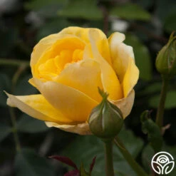 Happy Go Lucky™ -Heirloom Roses happy go lucky 5 1