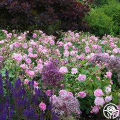 Harlow Carr™ -Heirloom Roses harlow carr 2 6