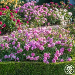 Harlow Carr™ -Heirloom Roses harlow carr 4 4