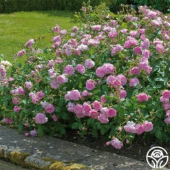 Harlow Carr™ -Heirloom Roses harlow carr 5 4