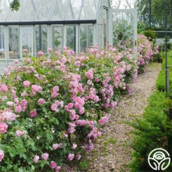 Harlow Carr™ -Heirloom Roses harlow carr 6 1