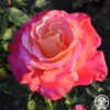 Heart O' Gold™ -Heirloom Roses heart o gold 0