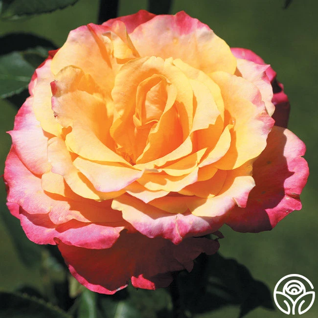 Heart O' Gold™ 4 Heart O' Gold™ - Image 2