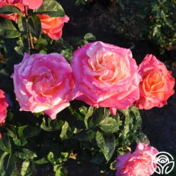 Heart O' Gold™ 14 Heart O' Gold™ -Heirloom Roses heart o gold 2 8