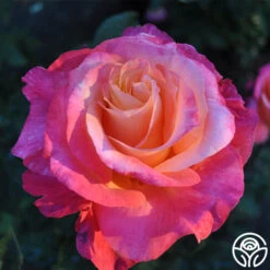Heart O' Gold™ 11 Heart O' Gold™ -Heirloom Roses heart o gold 5 8
