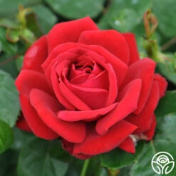 Eleganza® Heart Song™