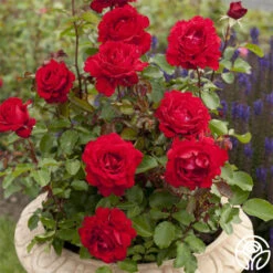 Eleganza® Heart Song™ -Heirloom Roses heart song 3