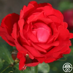 Eleganza® Heart Song™ -Heirloom Roses heart song 4