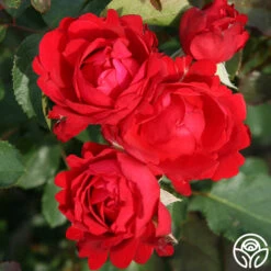 Eleganza® Heart Song™ -Heirloom Roses heart song 5