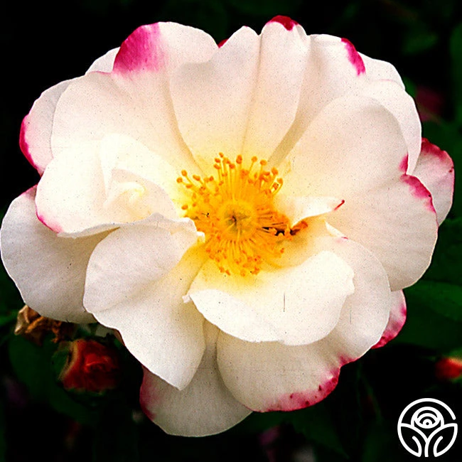 Hebe's Lip 3 Hebe's Lip