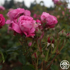 Heirloom -Heirloom Roses heirloom 17 1