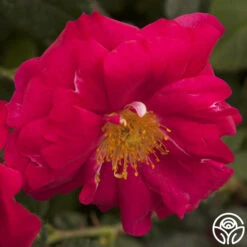 Henry Kelsey 16 Henry Kelsey -Heirloom Roses henry kelsey logo 01