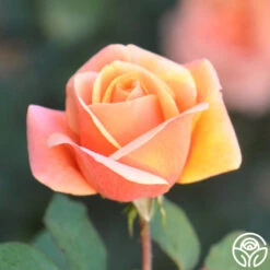 High Sheriff™ -Heirloom Roses high sheriff logo 03