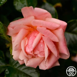 High Sheriff™ -Heirloom Roses high sheriff logo 04