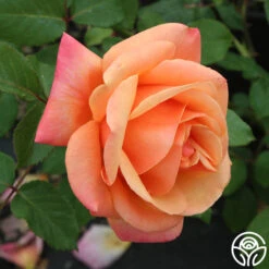 High Sheriff™ -Heirloom Roses high sheriff logo 05