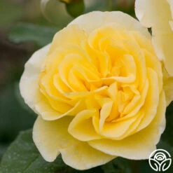 High Voltage 6 High Voltage -Heirloom Roses high voltage 1